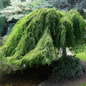 Taxodium distichum ‘Cascade Falls‘