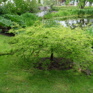 Taxodium distichum ‘Secrest‘