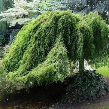 Taxodium – tisovec