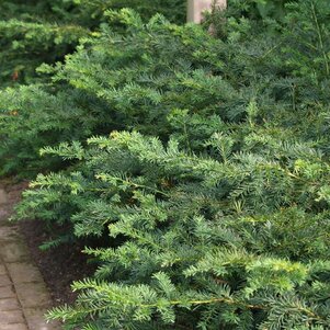 Taxus baccata ‘Repandens‘