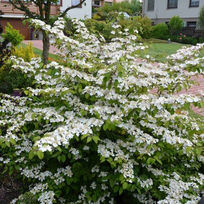 Viburnum plicatum ‘Kilimanjaro Sunrise‘