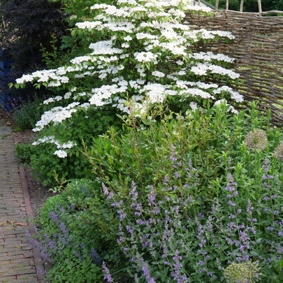 Viburnum plicatum ‘Kilimanjaro Sunrise‘ v záhone