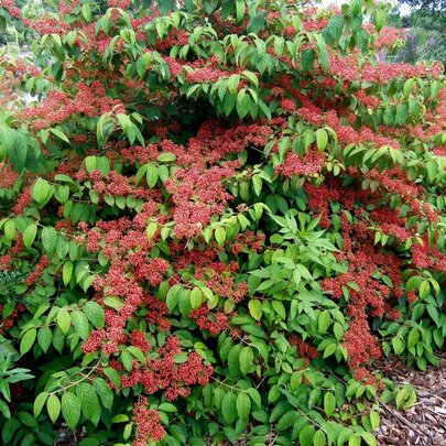 Viburnum plicatum ‘Lanarth‘