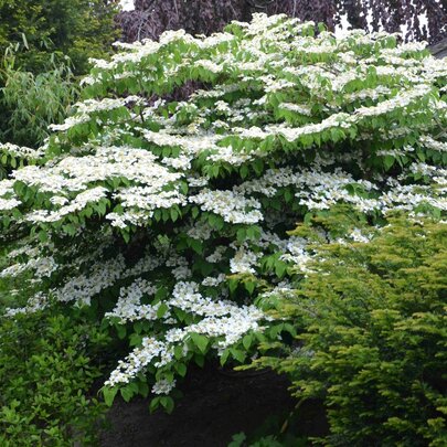 Viburnum plicatum ‘Mariesii‘