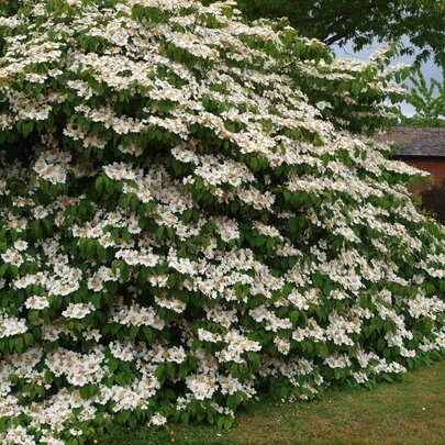 Viburnum plicatum ‘Mariesii‘