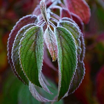 Viburnum plicatum ‘Mariesii‘ - jesenný efekt