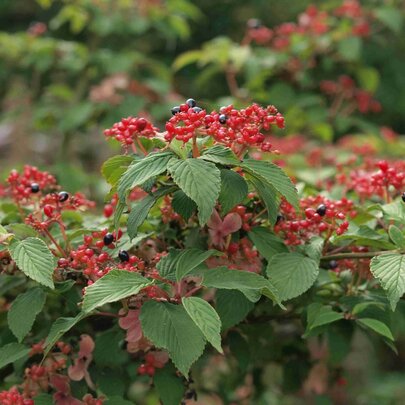 Viburnum plicatum ‘Pink Beauty‘