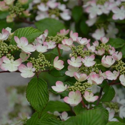 Viburnum plicatum ‘Pink Beauty‘ - kvety