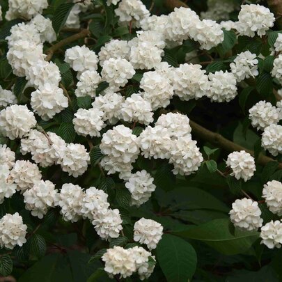 Viburnum plicatum ‘Rotundifolium‘